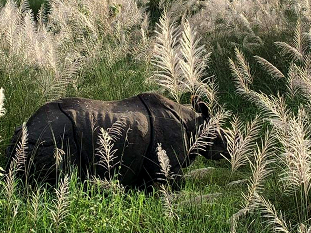 2 Nights 3 Days Chitwan Tour