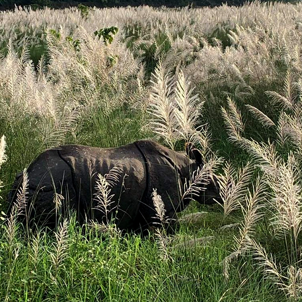 2 Nights 3 Days Chitwan Tour