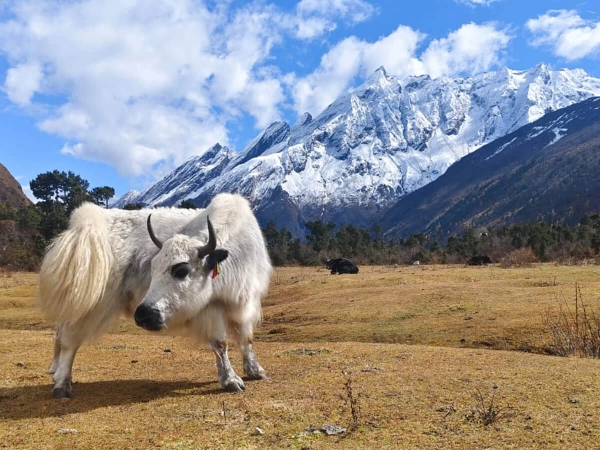 Manaslu Circuit Trek3