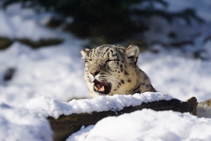 The Ultimate Wildlife Photography Challenge: Capturing the Snow Leopard in Nepal